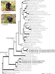 Attēlu rezultāti vaicājumam “Ombrophila violacea spores”