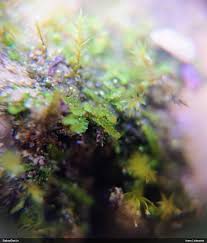 Attēlu rezultāti vaicājumam “Isopaches bicrenatus”