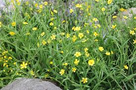 Attēlu rezultāti vaicājumam “Ranunculus flammula flower”