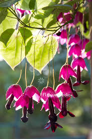 Image result for Rhodochiton atrosanguineum