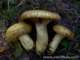 Attēlu rezultāti vaicājumam “Lactarius repraesentaneus”