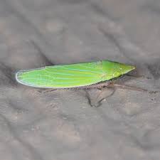 Attēlu rezultāti vaicājumam “Cicadellidae”