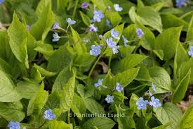 Attēlu rezultāti vaicājumam “Omphalodes verna leaf”