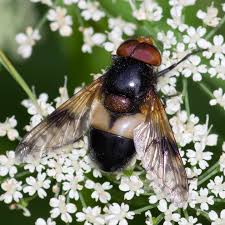 Attēlu rezultāti vaicājumam “Volucella pellucens”