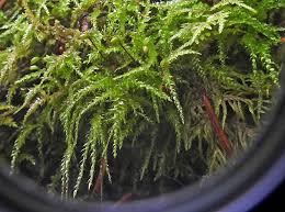 Attēlu rezultāti vaicājumam “Thamnobryum subserratum sporophyte”