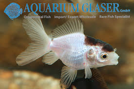 Attēlu rezultāti vaicājumam “Carassius auratus”