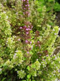 Attēlu rezultāti vaicājumam “Thymus serpyllum leaf”