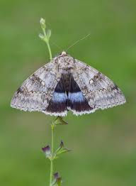Attēlu rezultāti vaicājumam “Catocala fraxini”