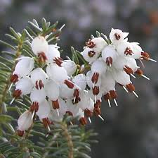 Attēlu rezultāti vaicājumam “Erica x darleyensis flower”