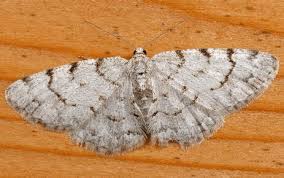 Attēlu rezultāti vaicājumam “Aethalura punctulata”