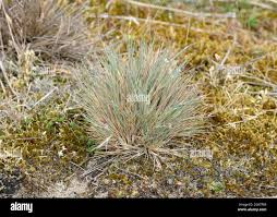 Attēlu rezultāti vaicājumam “Corynephorus canescens”