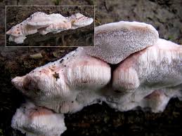 Attēlu rezultāti vaicājumam “Leptoporus mollis”