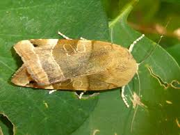 Attēlu rezultāti vaicājumam “Noctua fimbriata imago”