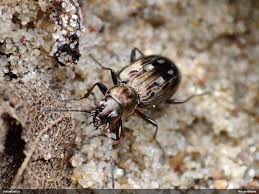 Attēlu rezultāti vaicājumam “Bembidion litorale”