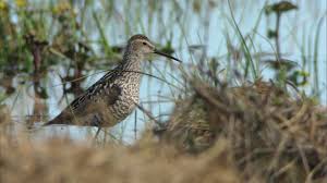 Image result for Calidris himantopus