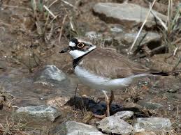 Attēlu rezultāti vaicājumam “Charadrius dubius adult”
