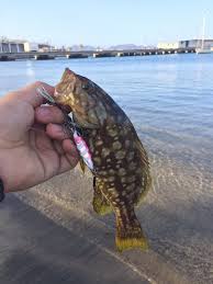 Image result for Mycteroperca microlepis