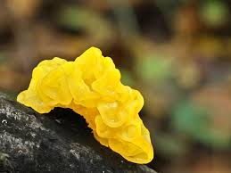 Attēlu rezultāti vaicājumam “Tremella mesenterica”