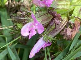 Attēlu rezultāti vaicājumam “Pedicularis palustris flower”
