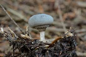 Attēlu rezultāti vaicājumam “Geastrum pectinatum”