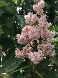 Attēlu rezultāti vaicājumam “Aesculus x hybrida flower”