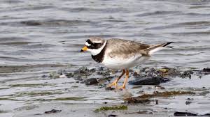 Attēlu rezultāti vaicājumam “Charadrius hiaticula adult”