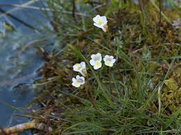 Attēlu rezultāti vaicājumam “Pinguicula alpina”