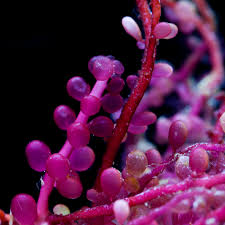 Attēlu rezultāti vaicājumam “Lycogala botrydium”