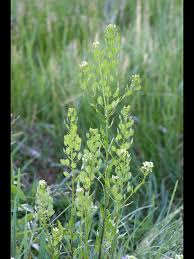 Attēlu rezultāti vaicājumam “Thlaspi arvense”