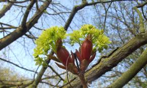 Attēlu rezultāti vaicājumam “Acer platanoides bud”
