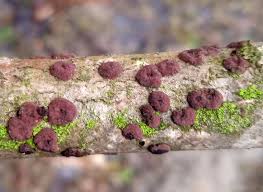 Attēlu rezultāti vaicājumam “Hypoxylon fuscum”