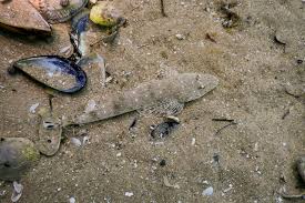 Image result for Platycephalus speculator