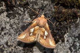 Attēlu rezultāti vaicājumam “Plusia festucae”