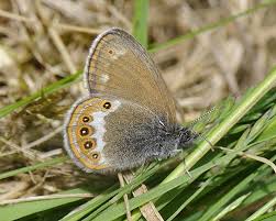 Attēlu rezultāti vaicājumam “Coenonympha hero”
