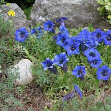 Image result for Enzian