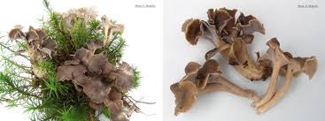 Attēlu rezultāti vaicājumam “Pseudocraterellus”