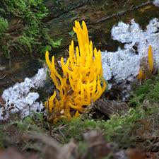 Attēlu rezultāti vaicājumam “Calocera viscosa”