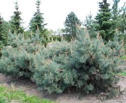 Attēlu rezultāti vaicājumam “Pinus sylvestris”