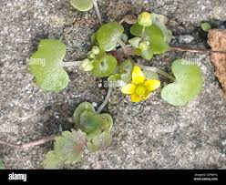 Attēlu rezultāti vaicājumam “Saxifraga cymbalaria”
