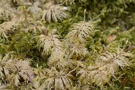 Attēlu rezultāti vaicājumam “Hylocomium splendens”