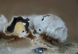 Attēlu rezultāti vaicājumam “Diderma umbilicatum macro”