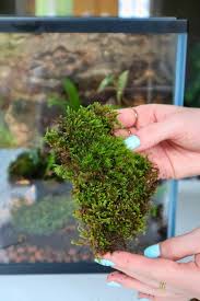 Attēlu rezultāti vaicājumam “Dicranum bergeri”