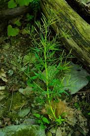 Attēlu rezultāti vaicājumam “Cardamine impatiens”