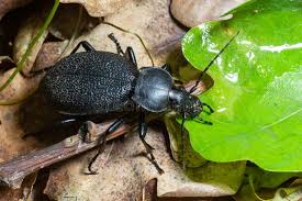 Attēlu rezultāti vaicājumam “Carabus coriaceus”