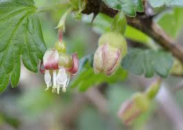 Attēlu rezultāti vaicājumam “Ribes uva-crispa flower”