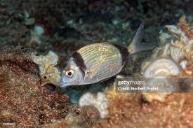 Image result for Diplodus vulgaris