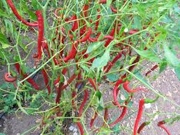 Afbeeldingsresultaat voor joe long cayenne hot pepper