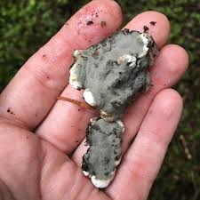 Attēlu rezultāti vaicājumam “Kretzschmaria deusta”