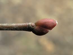 Attēlu rezultāti vaicājumam “Tilia cordata bud”