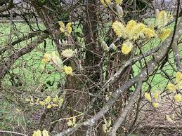 Attēlu rezultāti vaicājumam “Salix caprea fruit”
